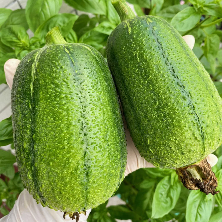 🍏Apfel-Luffa‼ ️Der kleine dicke Mann in der Luffa-Welt