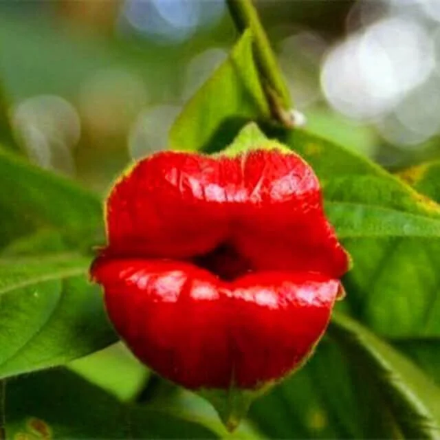 💋Red Lips Flower