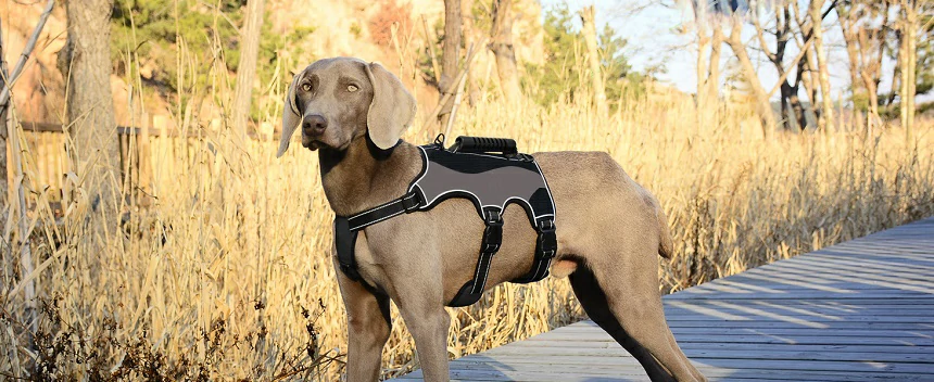 How a Reflective Tactical Dog Harness Boosts Night-Time Road Safety