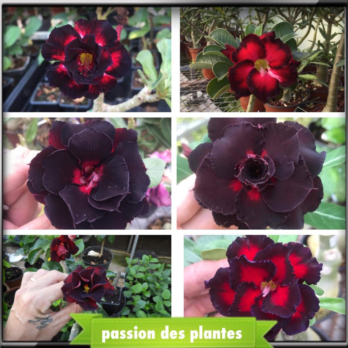 Desert Rose Mix Black-Rare Seeds