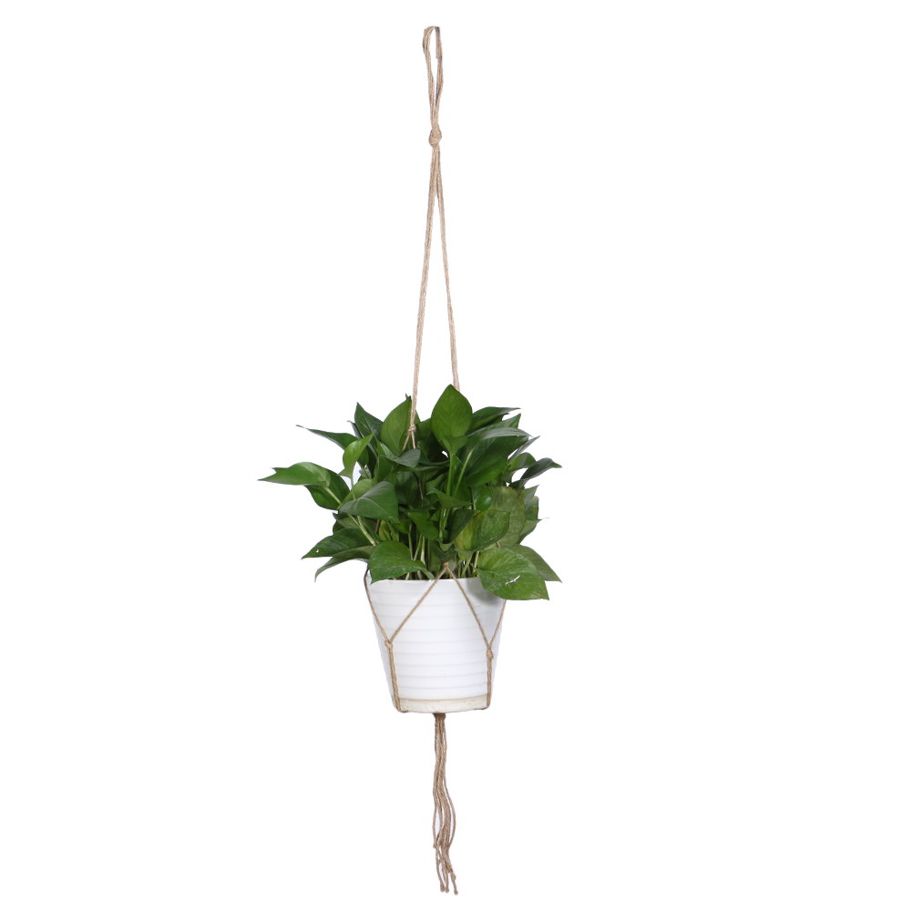Macrame Plant Hanger Flowerpot Holder, Ms01, 501 Original
Macrame Plant Hanger Flowerpot Holder, Ms01, 501 Original