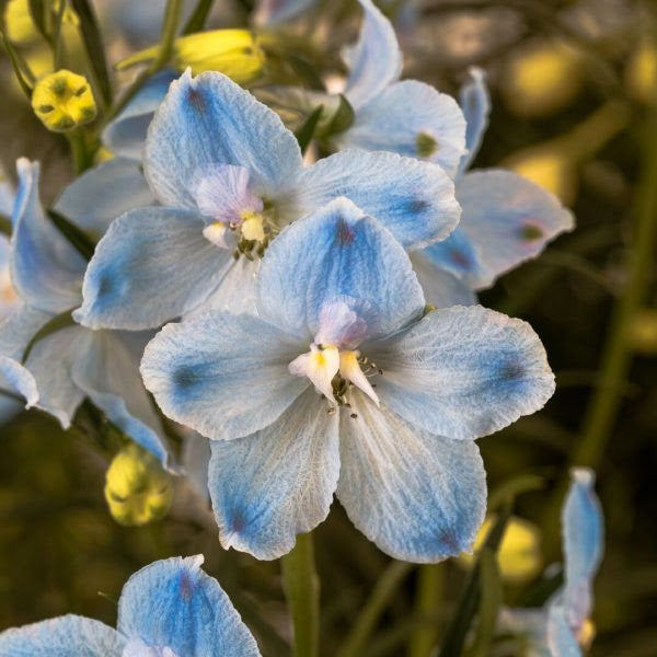 Delphinium Hunky Dory Sky Blue Flower | X 15 Seeds