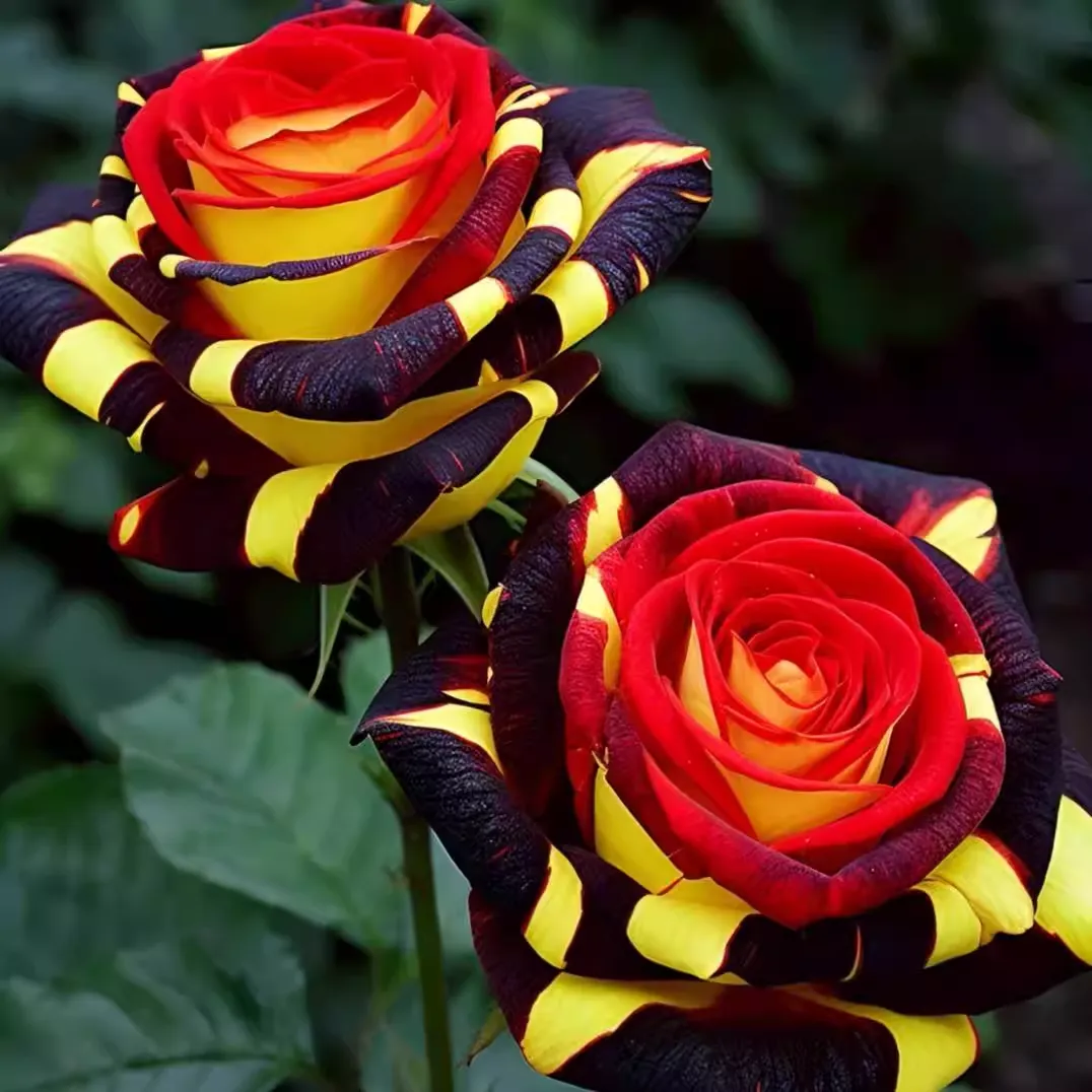 Ice Fire Bird' Rose Seeds