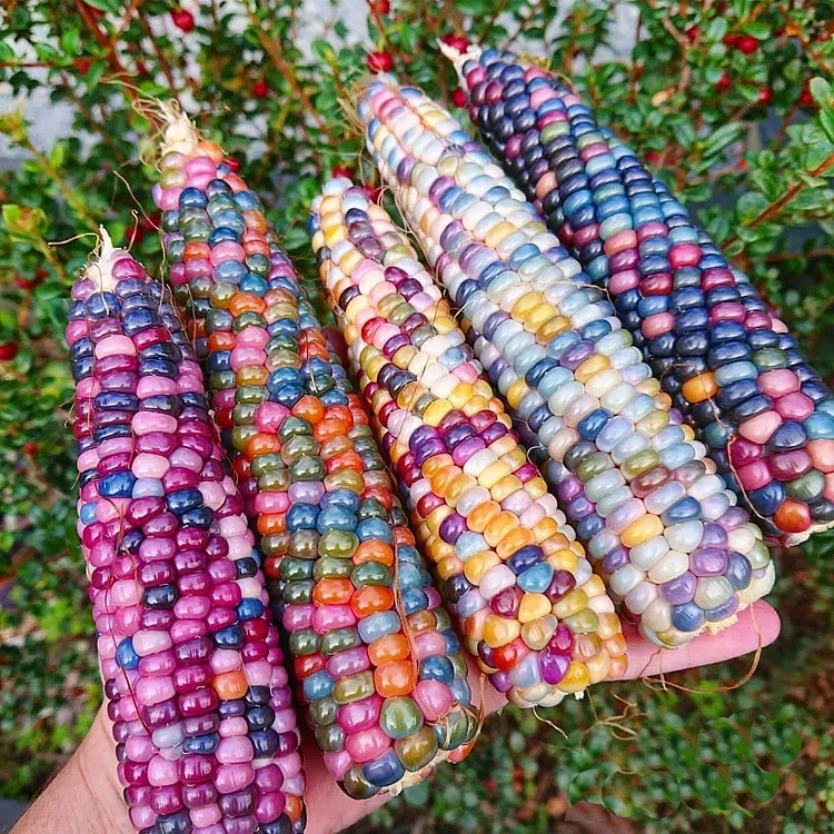 Painted Hill Sweet Corn Seeds