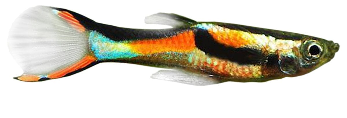 Endler Guppy Assorted Colour Male 2cm