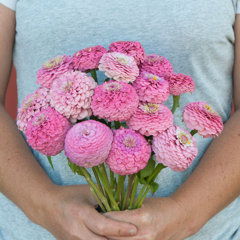 Zinnia Oklahoma Pink Flower | X 50 Seeds