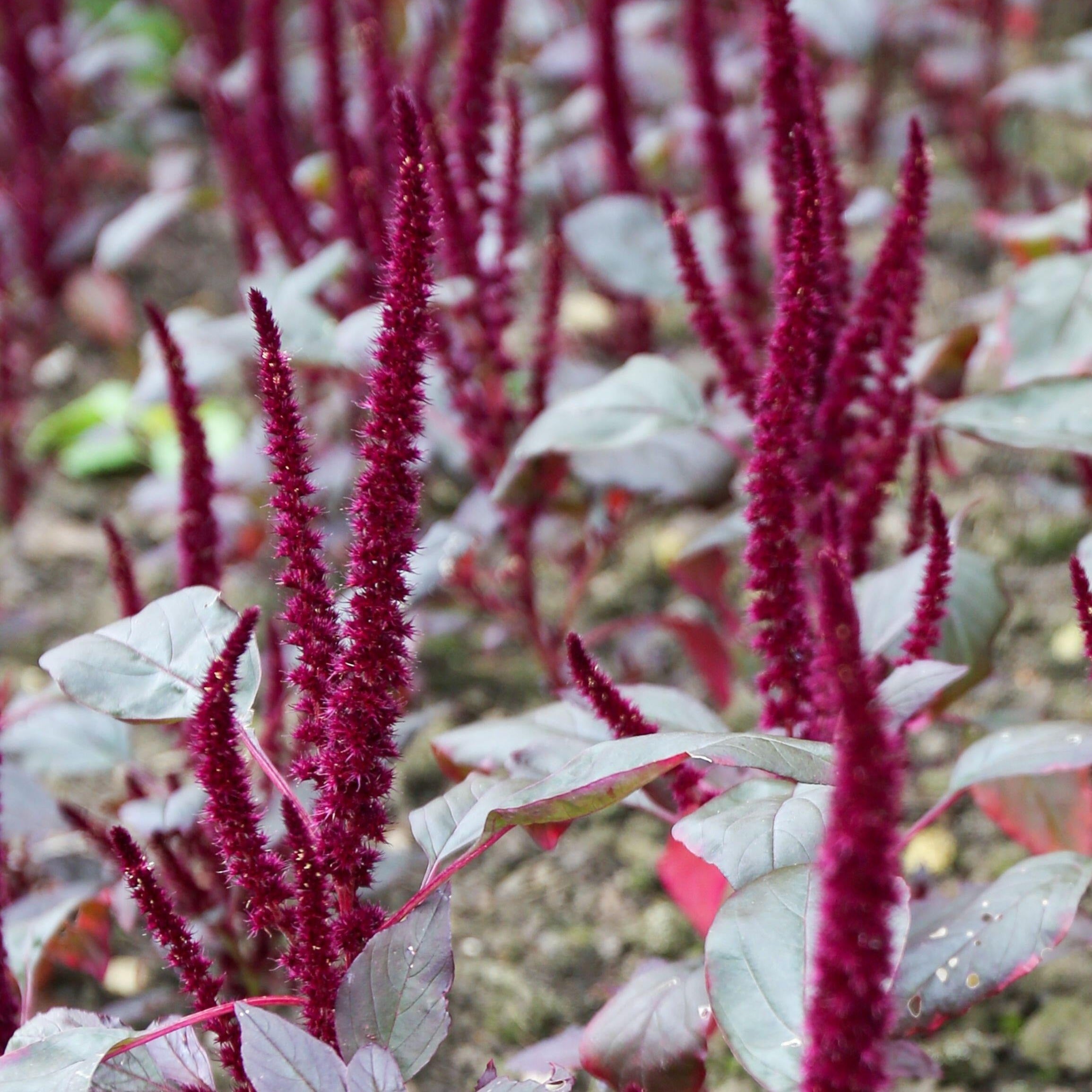 Amaranthus Pygmy Torch Flower | X 100 seeds