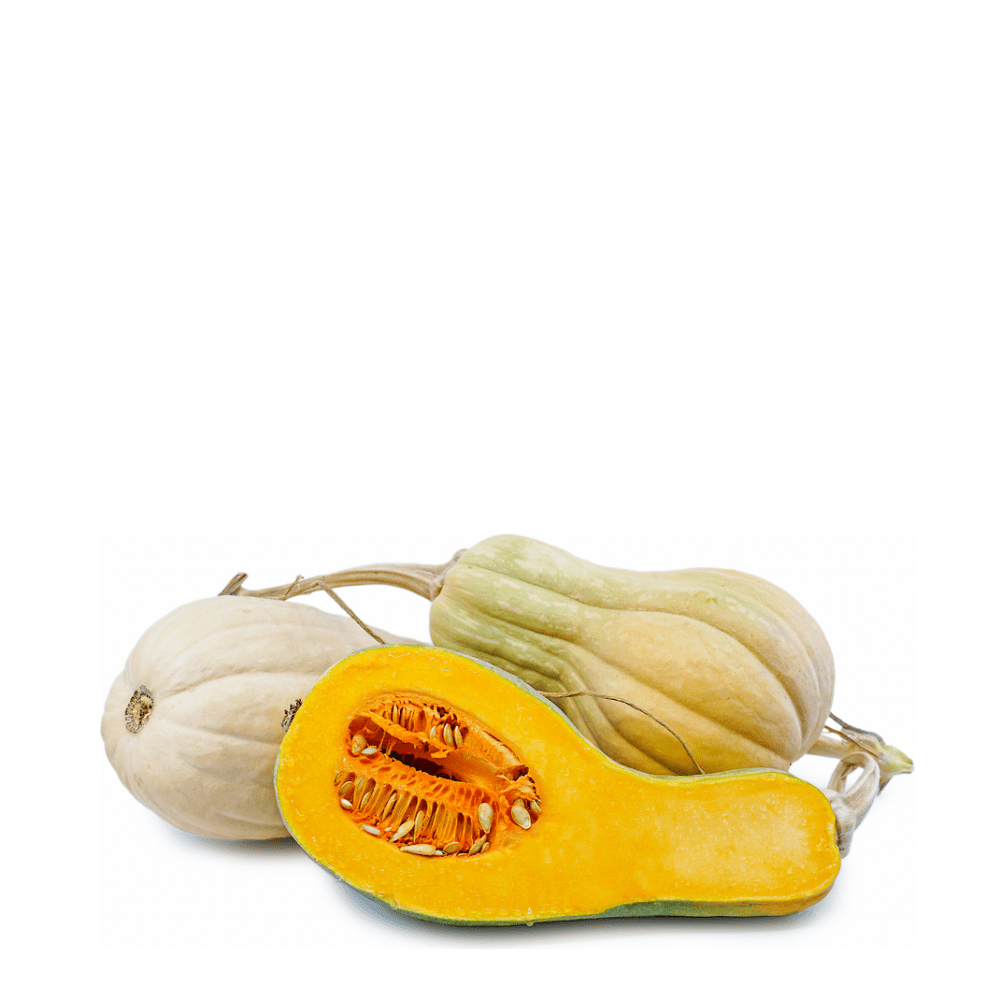 Pumpkin Butternut Rugosa Seeds – Wrinkled Skin, Rich Sweet Flesh