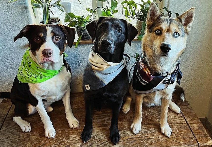 How to Memorialize Your Dog: Personalized Memorial Stones, ID Tags & Keepsakes