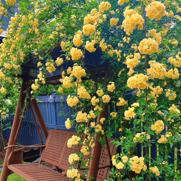🌹Yellow/White Rosa Banksiae —Thornless And Fragrant
