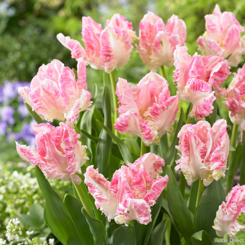 Cabanna Parrot Tulip Seeds