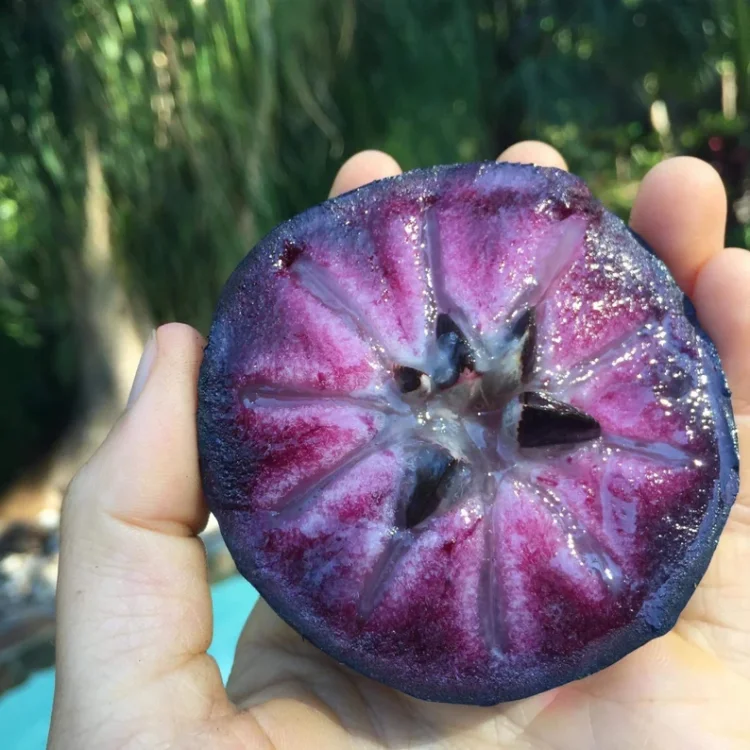 Purple Star (Chrysophyllum cainito) Apple Caimito