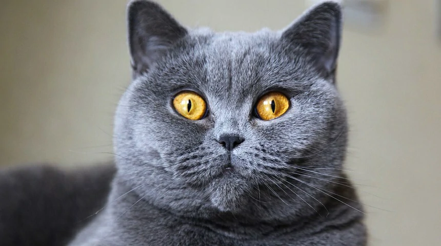 British Shorthair Cat Breeds, Characteristics and Care Guide