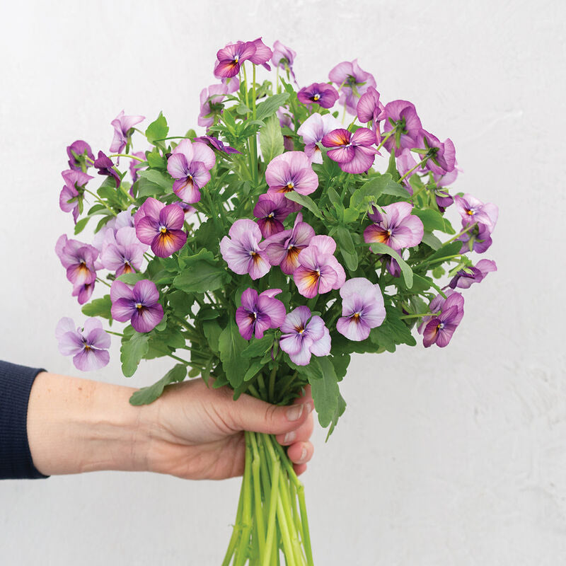 Viola Floral Power Plum Antique Flower | X 30 Seeds