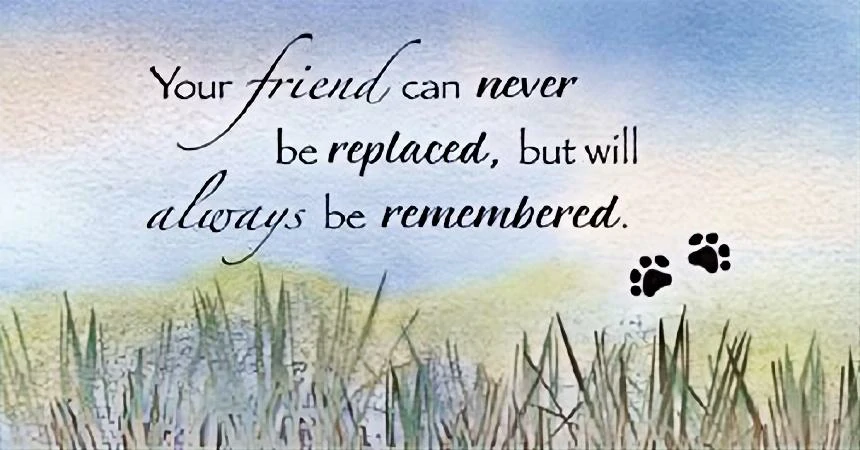 50 Beautiful Sayings to Celebrate Your Pet's Memory