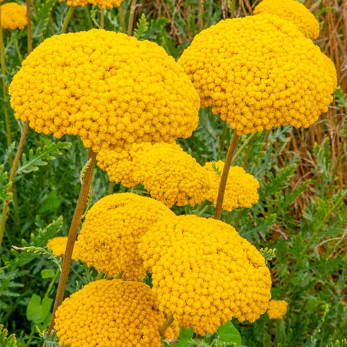 Parkers Variety Yarrow