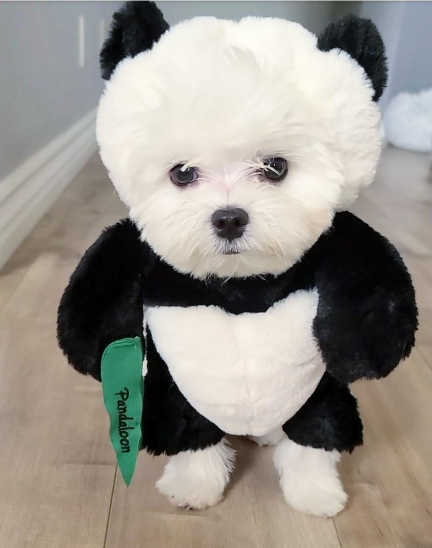 Hot Sale-40% OFF-Pandaloon Dog And Pet Costume Set🐼