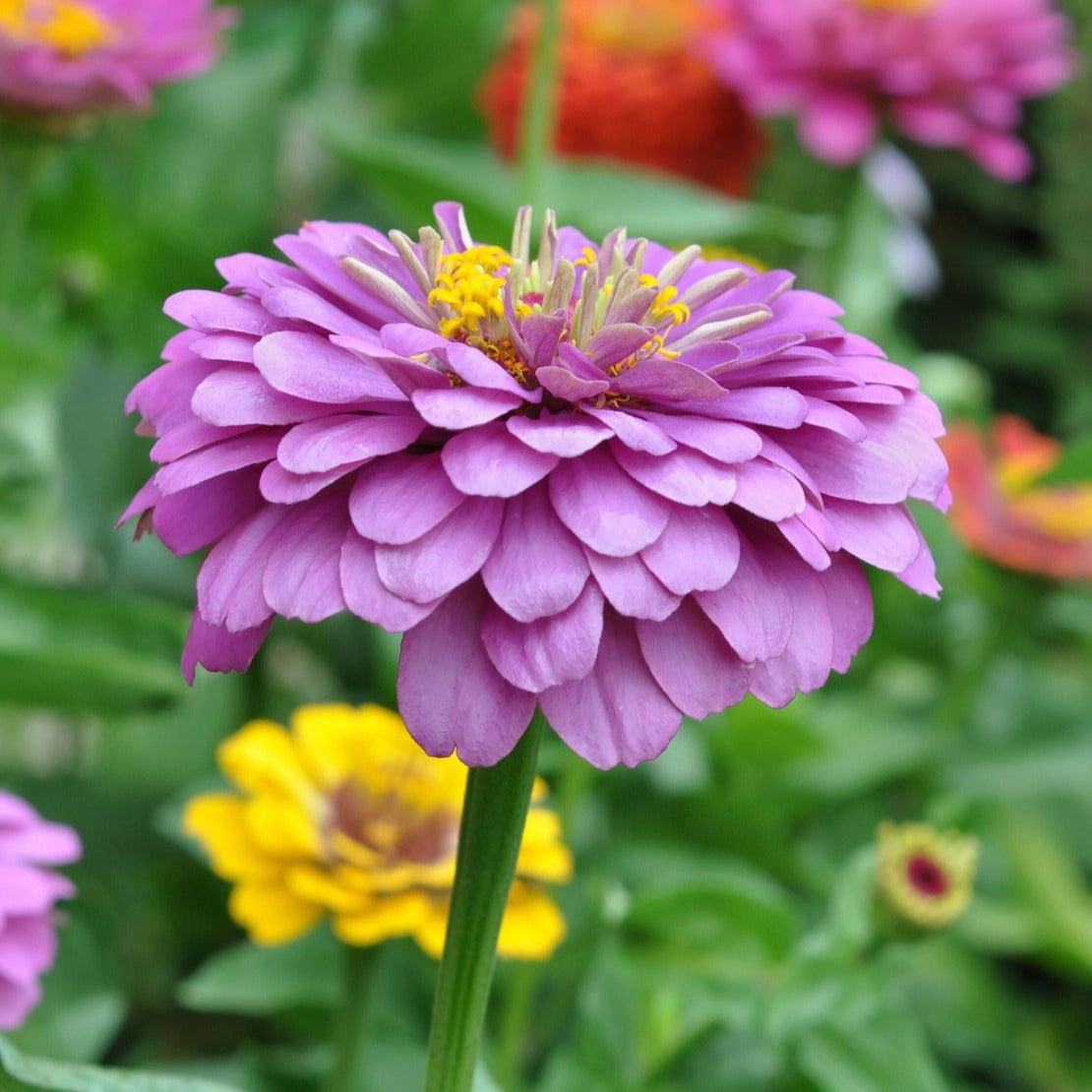 Zinnia Benary's Giant Lilac Flower | X 30 Seeds
