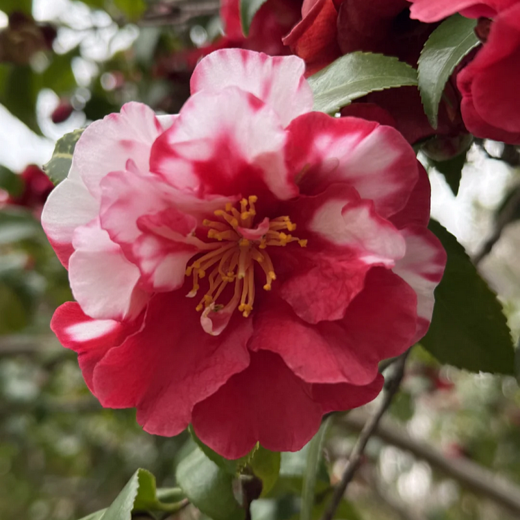 🌸Flower Popping Index ⭐️⭐️⭐️⭐️ - Ponadwymiarowe kamelie