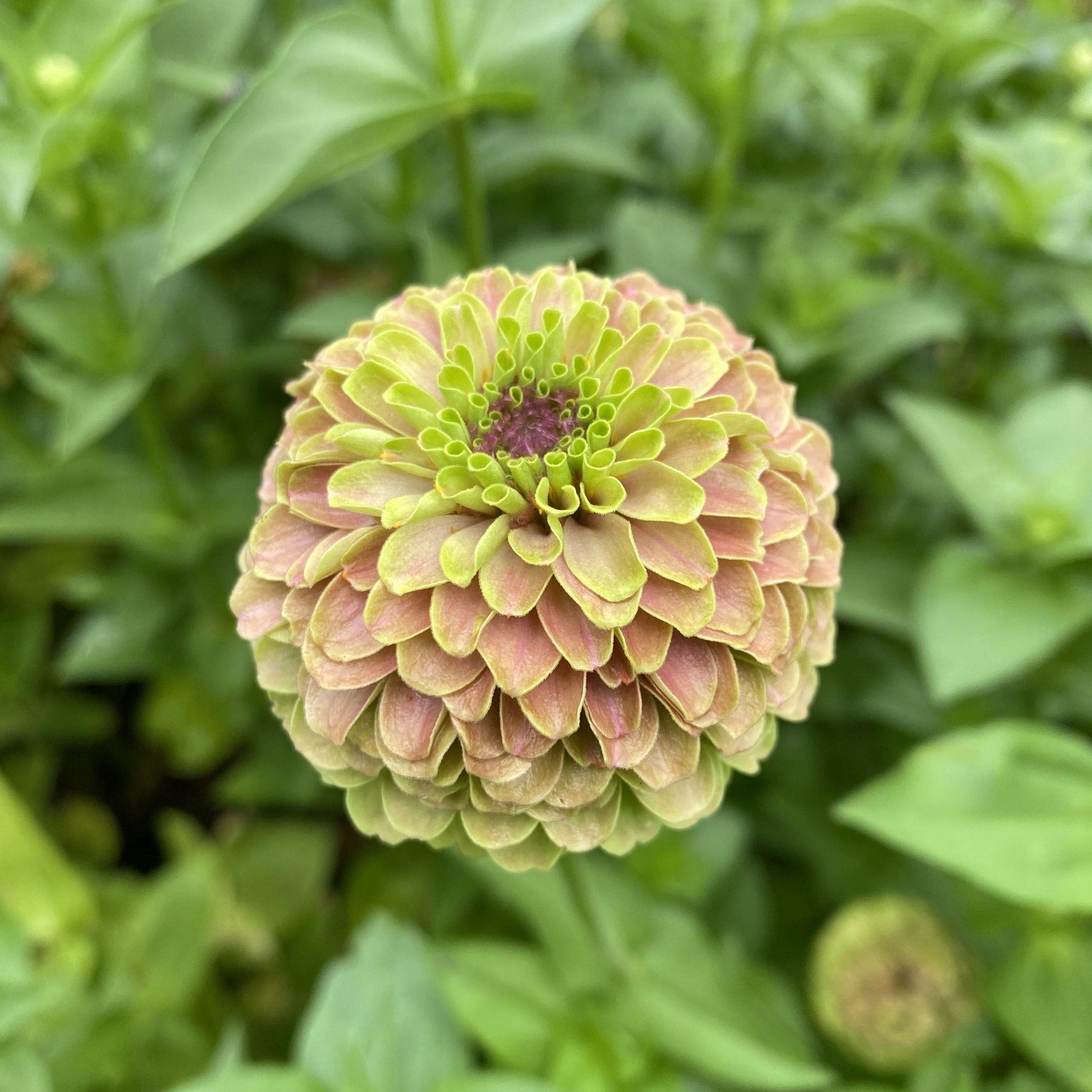Zinnia Queeny Lime with Blush Flower | X 30 Seeds