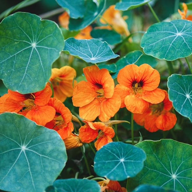 Nasturtium Double Orange Gleam Flower | X 15 Seeds