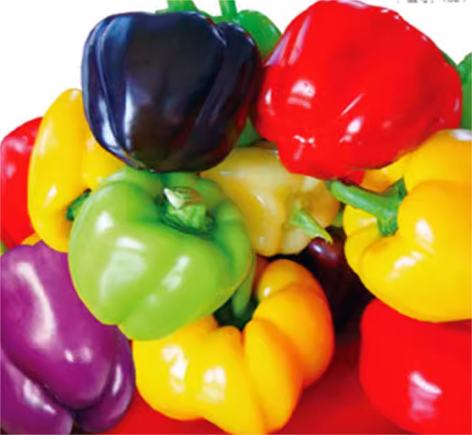 🫑Colorful Sweet Pepper Seeds Organic