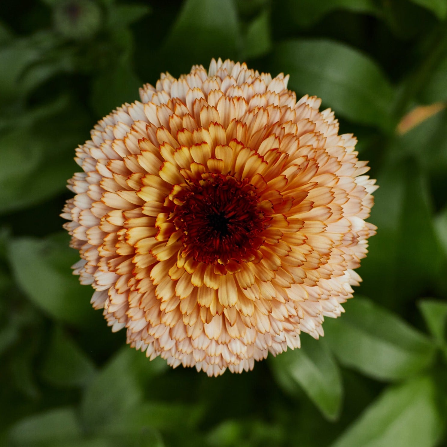 Calendula Pygmy Buff Flower | X 30 Seeds