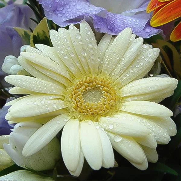 Creamy white gerbera flower seeds, sunflower