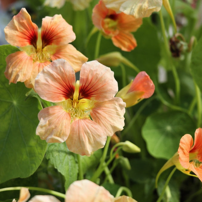 Nasturtium Tip Top Apricot Flower | X 15 Seeds
