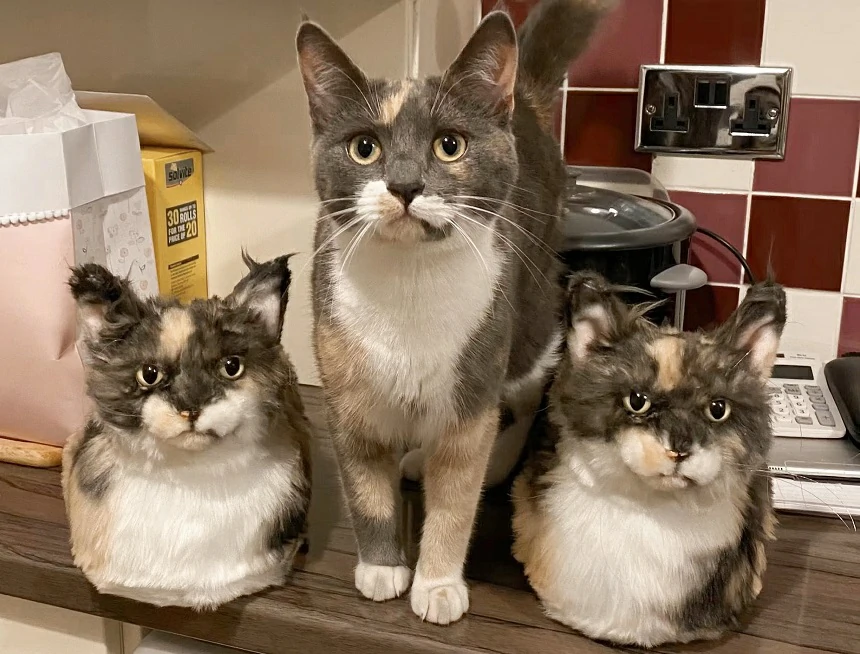 Custom Stuffed Animals or Regular Plush Toys Which Is Better for You