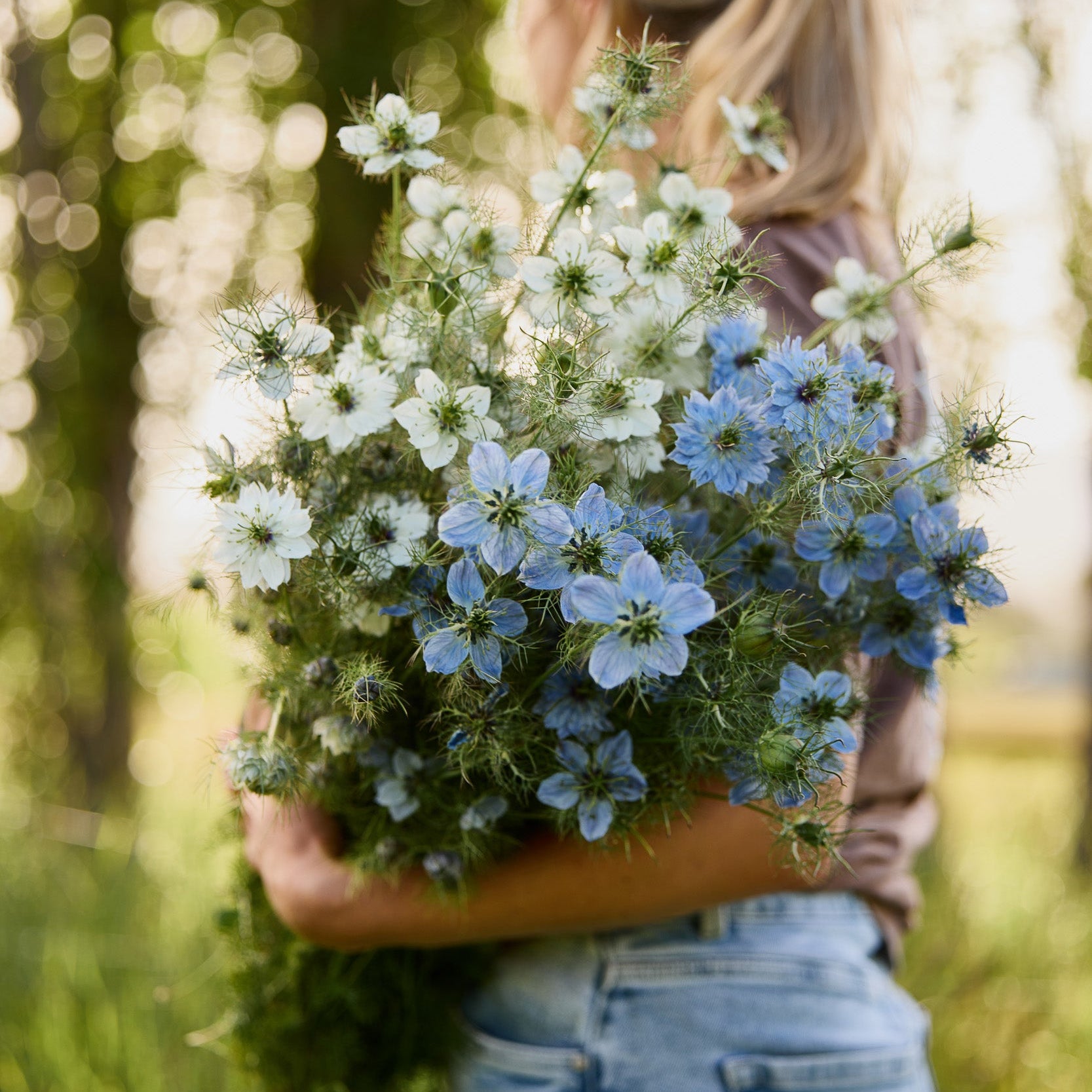 Nigella Blue + White Mix Flower | X 100 Seeds