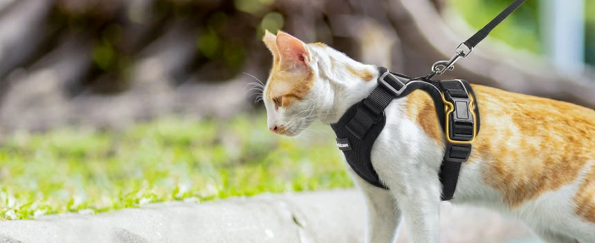 How to Avoid Common Mistakes When Buying a Cat Harness Online