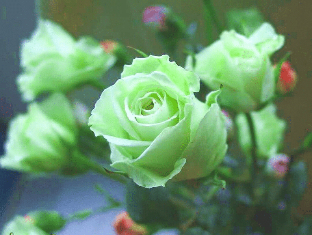 green-rose-flower-seeds