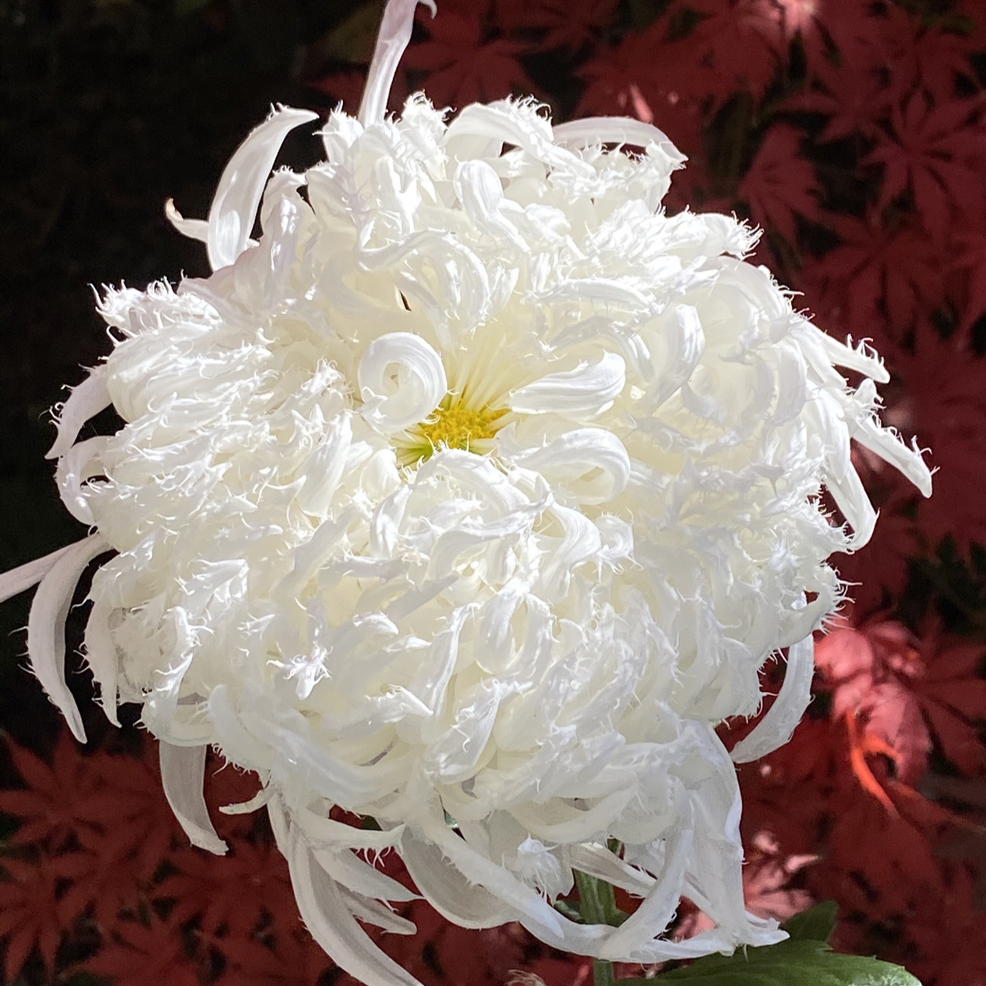 Chrysanthemum Flower Seeds Elegant Flower