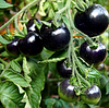 Hot Sale Black Beauty Tomato Seeds