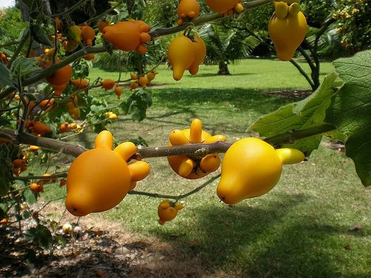 Nipple Fruit Seeds ~ Cow's Udder ~ Titty Fruit ~ Apple of Sodom (Solanum mammosum) ~ Nipplefruit Bizarre Fruit in the Solanum Family