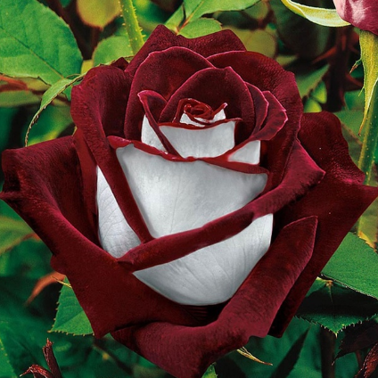 20 Pcs/bag Black Rose Flower Colorful Rose Petals Plant Seeds for Home Garden