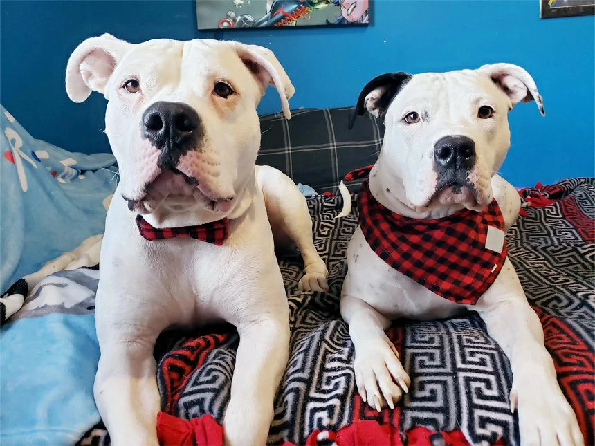 Pet Plushies: The Ultimate Guide to Custom Stuffed Animals of Your Dog or Cat