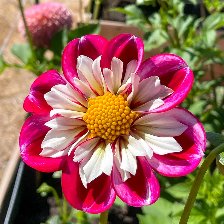 Fluttering Aroma - Dahlia ‘Bumble Rumble’