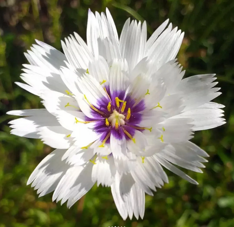 Cupid's Dart 'Amor White'-Rare Perennial-Beautiful Star like flower with purple-blue eyes