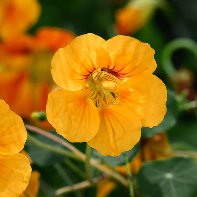 Nasturtium Banana Cream Flower | X 15 Seeds