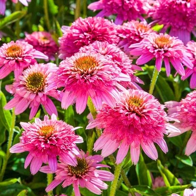🌻Echinacea