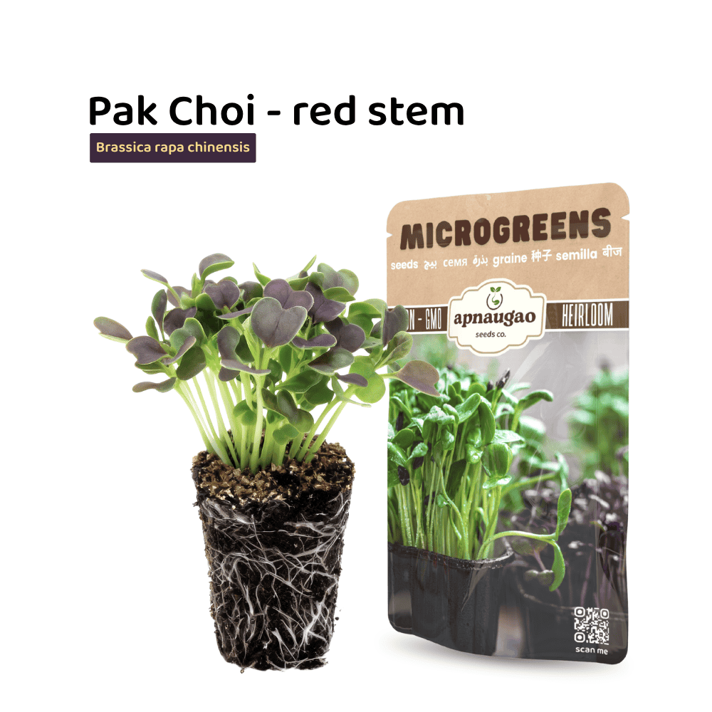 Pak Choi Microgreens Seeds – Mild, Crisp & Nutritious Greens