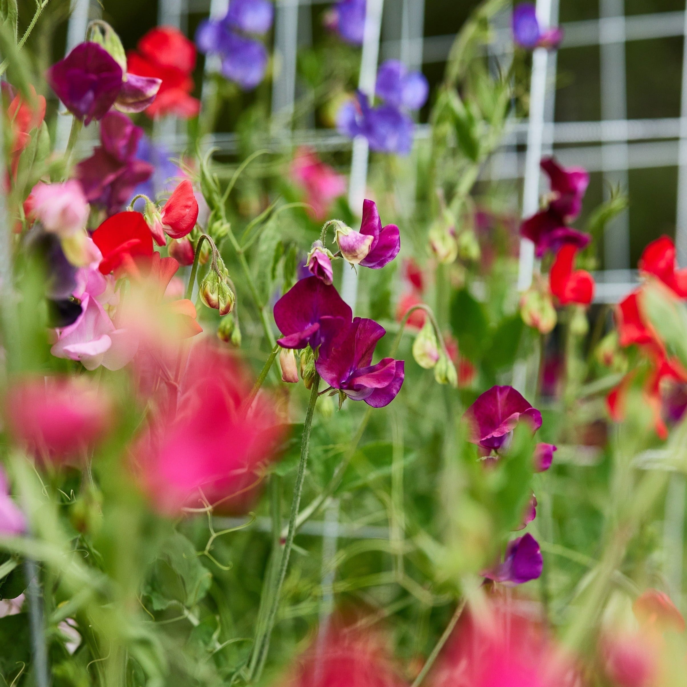 Sweet Pea Multiflora Colorama Mixed Flower | X 15 Seeds