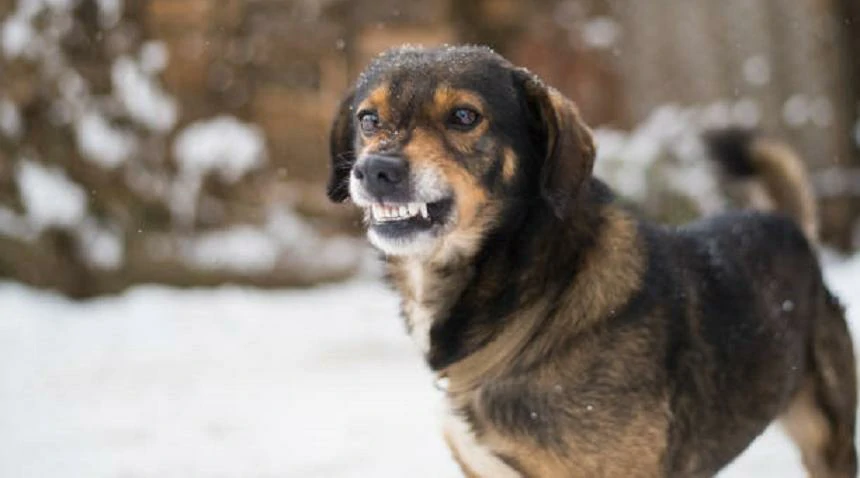 Dogs Hold Grudges: Funny Stories of Dogs Holding Petty Revenge