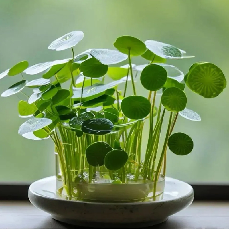 Copper Coin Grass - Grows in Water to Attract Wealth