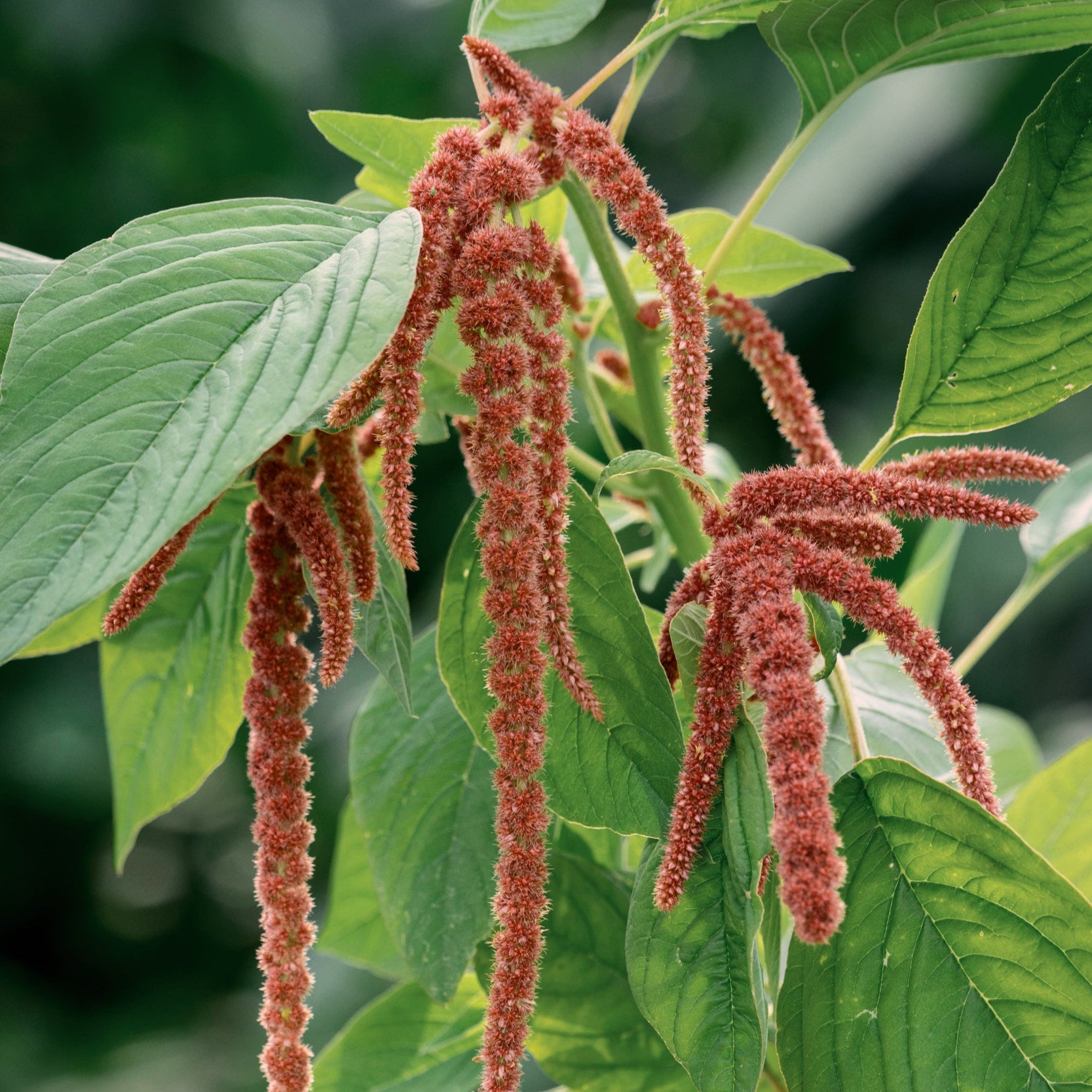 Amaranthus Coral Fountain Flower | X 100 Seeds