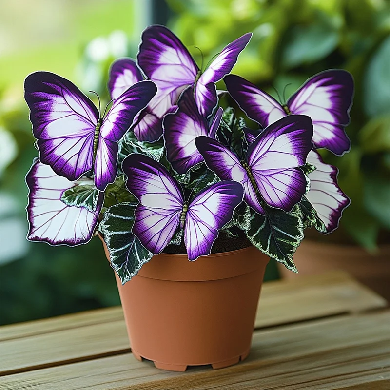 Moonlight Butterfly Begonia Purple And White