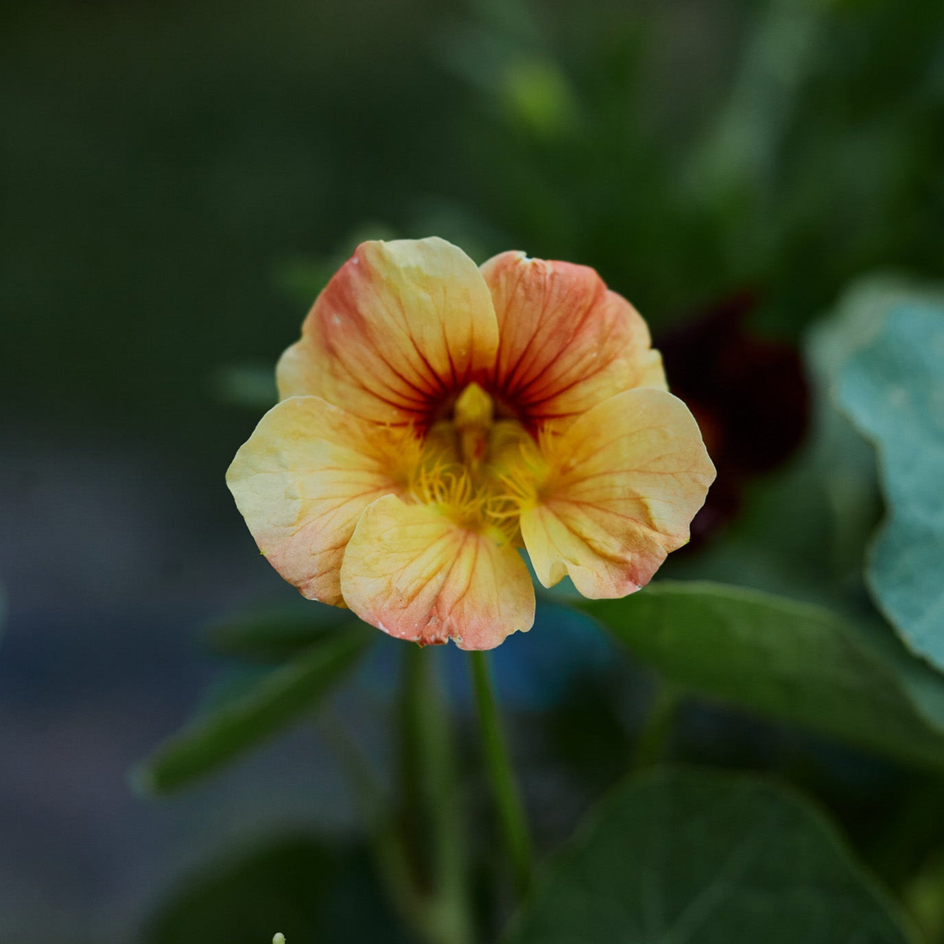 Nasturtium Bloody Mary Flower | X 15 Seeds