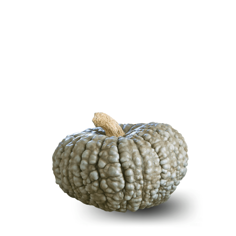 Pumpkin Marina di Chioggia Seeds – Warty Skin & Super Sweet Flesh